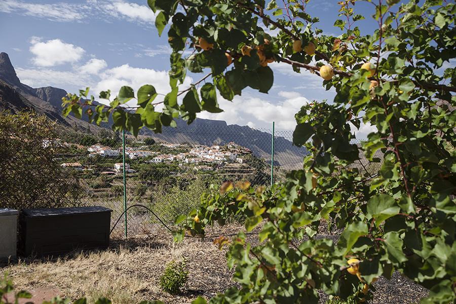 Ecotara Canary Islands Guest House Fátaga Стая снимка